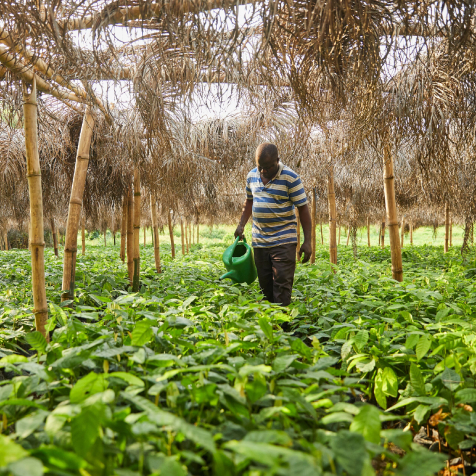 A Glimpse Into Surinames Cocoa Industry