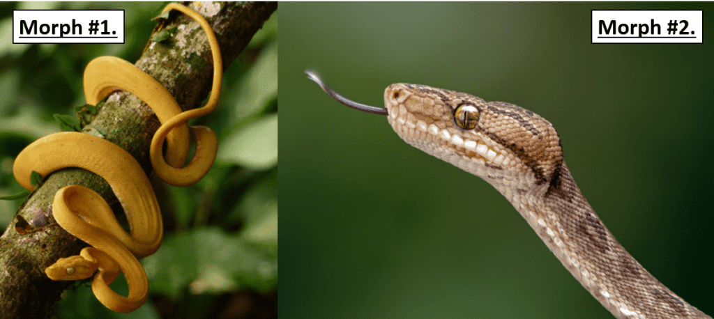 A Guide To Surinames Snake Species: Fascinating Reptiles