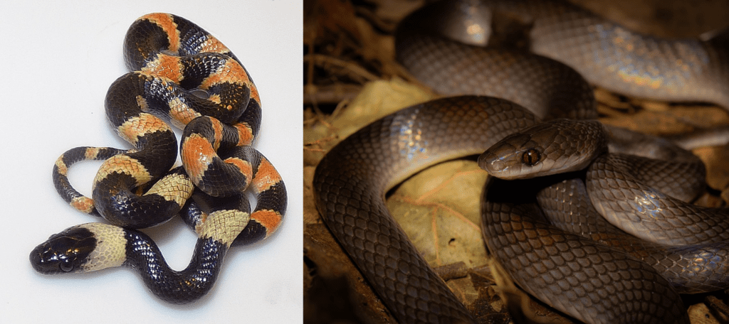 A Guide To Surinames Snake Species: Fascinating Reptiles