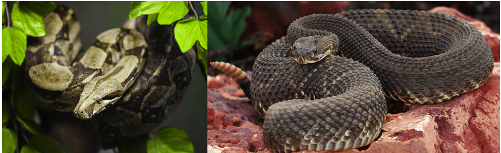 A Guide To Surinames Snake Species: Fascinating Reptiles