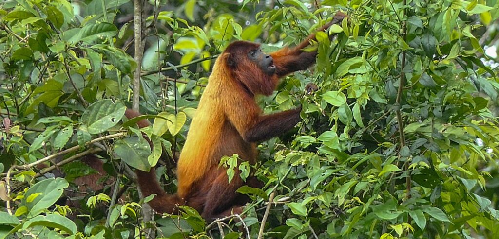 A Wildlife Safari In Suriname: What To Expect