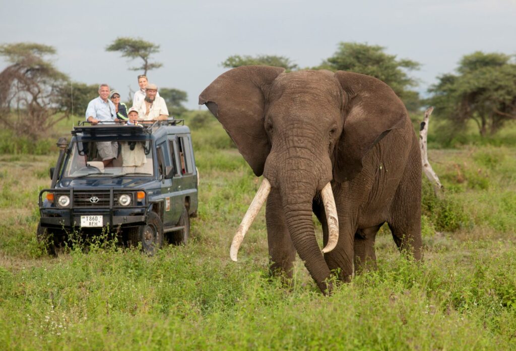 A Wildlife Safari In Suriname: What To Expect