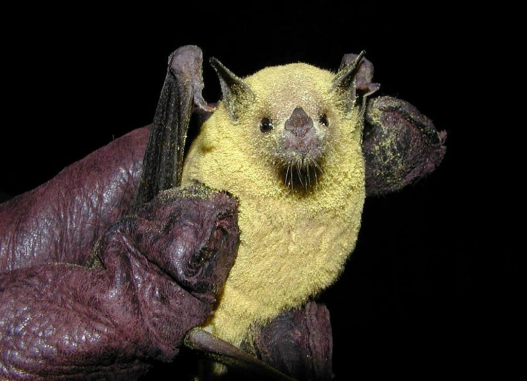 Discover The Unique Bat Species Of Suriname