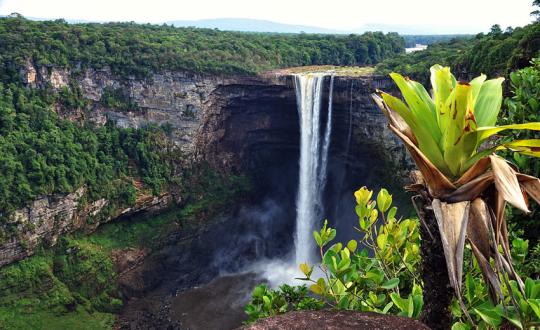 Exploring The Unique Flora And Fauna Of Suriname