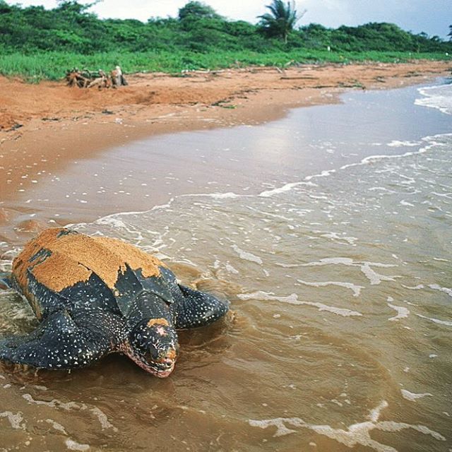 Galibi Nature Reserve: A Natural Habitat For Sea Turtles