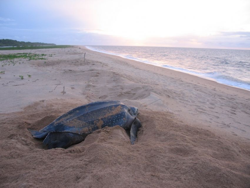 Galibi Nature Reserve: A Natural Habitat For Sea Turtles