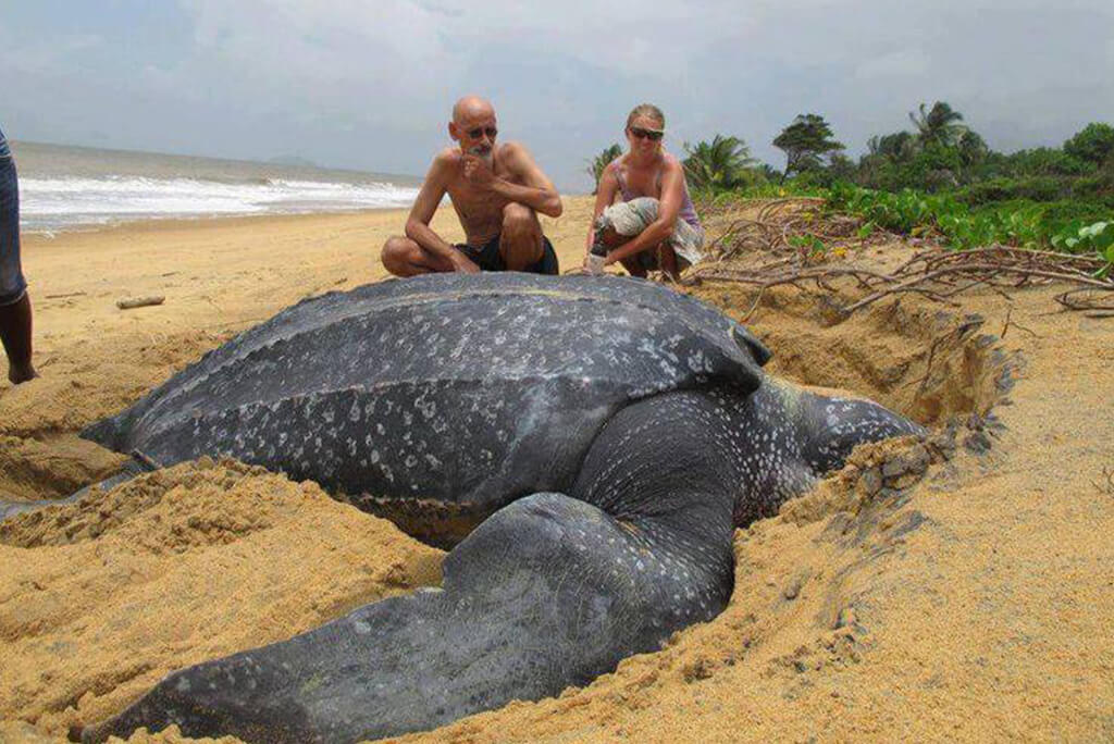 Galibi Nature Reserve: A Natural Habitat For Sea Turtles