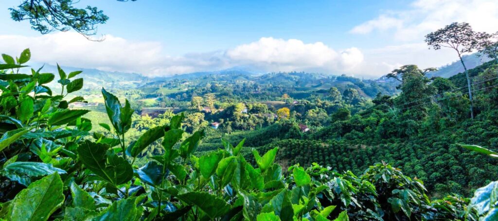 Surinames Coffee Plantations: A Tourists Guide