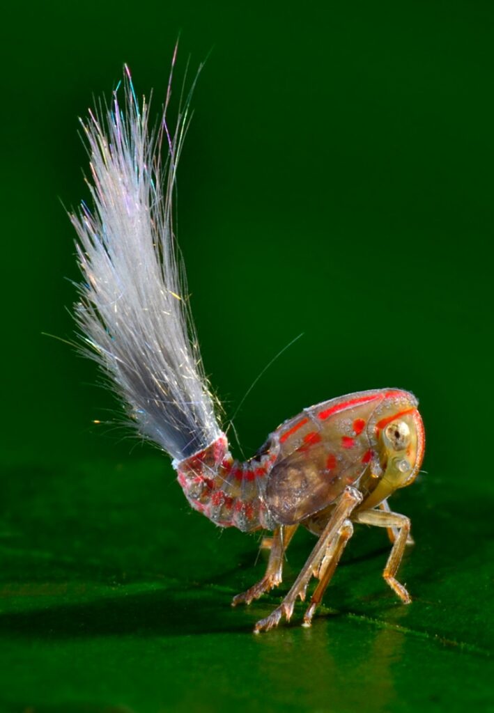 Surinames Remarkable Insect Diversity: A Naturalists Paradise