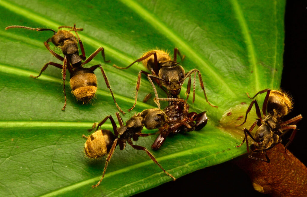 Surinames Remarkable Insect Diversity: A Naturalists Paradise