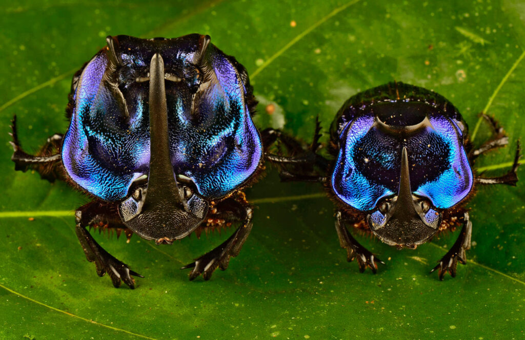 Surinames Remarkable Insect Diversity: A Naturalists Paradise