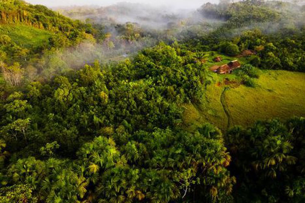 The Fascinating Rainforests Of Suriname: A Journey Through Biodiversity