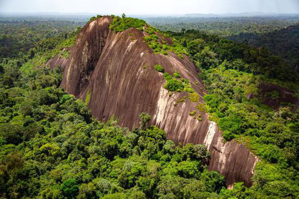 The Fascinating Rainforests Of Suriname: A Journey Through Biodiversity