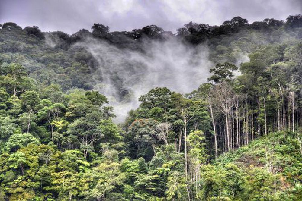 The Fascinating Rainforests Of Suriname: A Journey Through Biodiversity