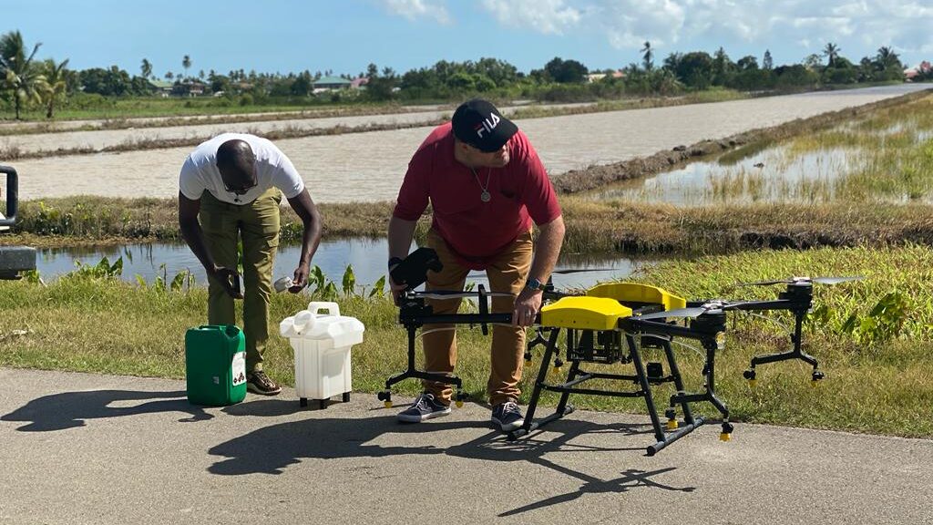 The Role Of Rice Farming In Surinames Economy