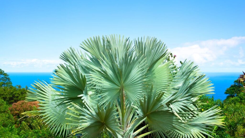 The Timeless Beauty Of The Garden Of Palms