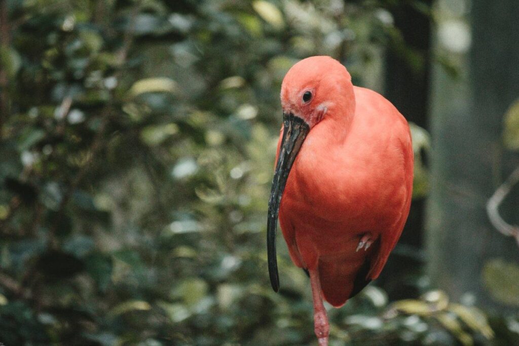 The Unique Creatures Of Suriname: A Wildlife Tour