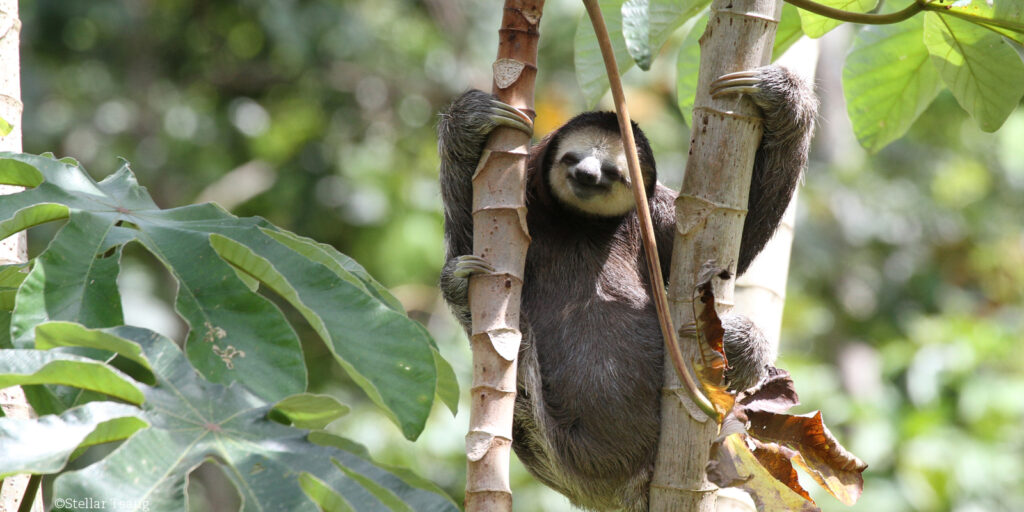 The Unique Creatures Of Suriname: A Wildlife Tour