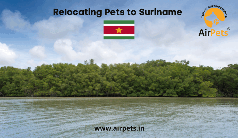 Traveling With Pets In Suriname: Things To Know