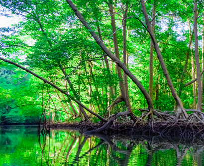 Unveiling The Secrets Of Surinames Mangrove Ecosystem