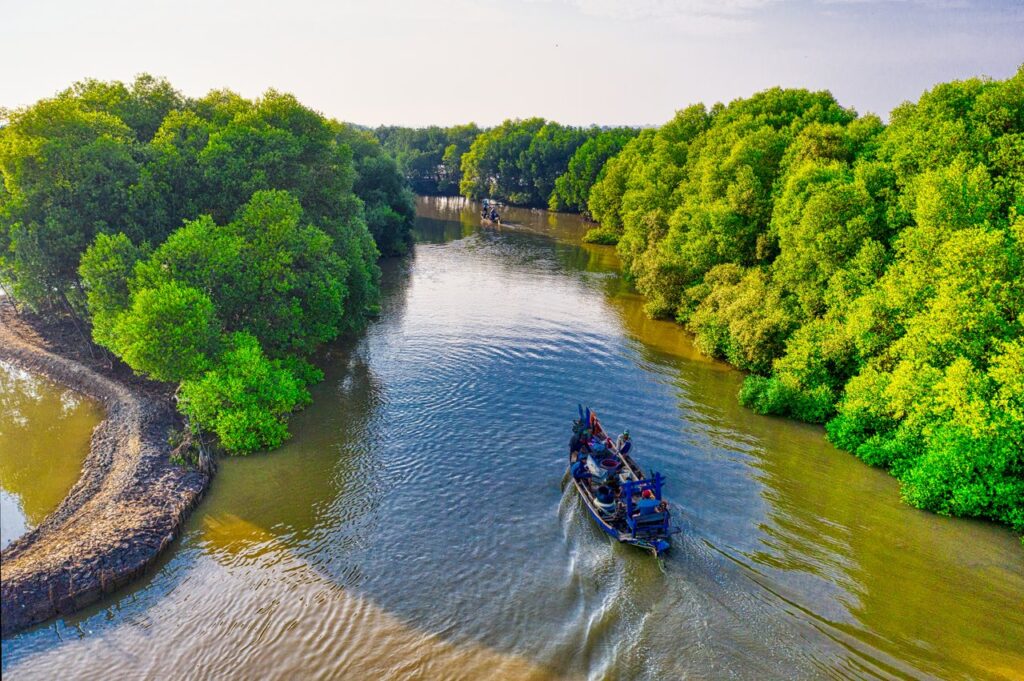 Unveiling The Secrets Of Surinames Mangrove Ecosystem