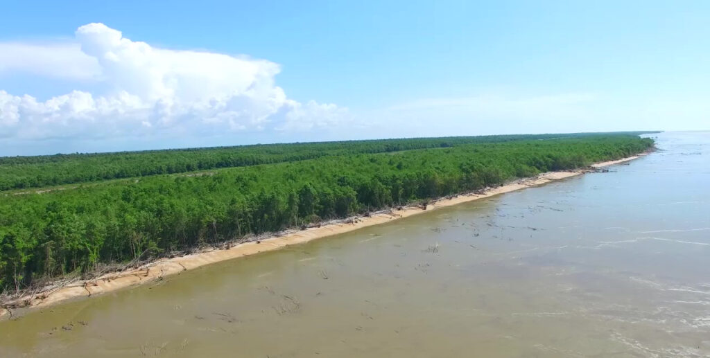 Unveiling The Secrets Of Surinames Mangrove Ecosystem