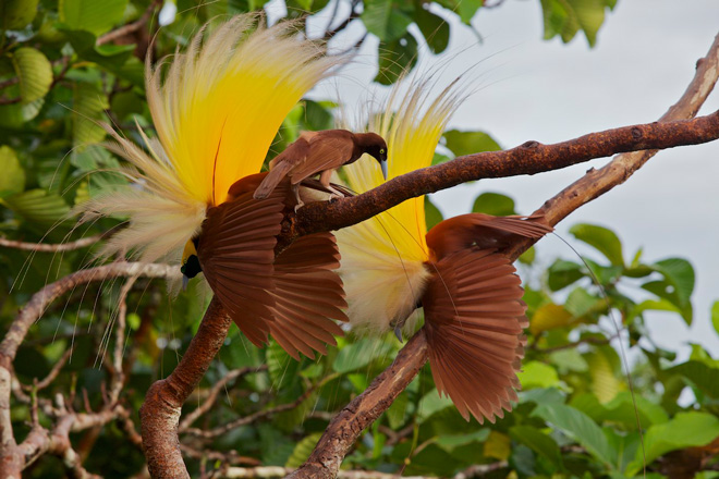 Bird Watching In Suriname: A Paradise For Ornithologists