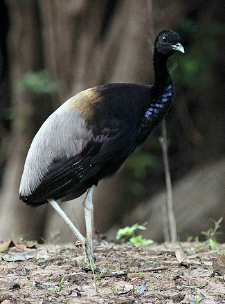 Bird Watching In Suriname: A Paradise For Ornithologists