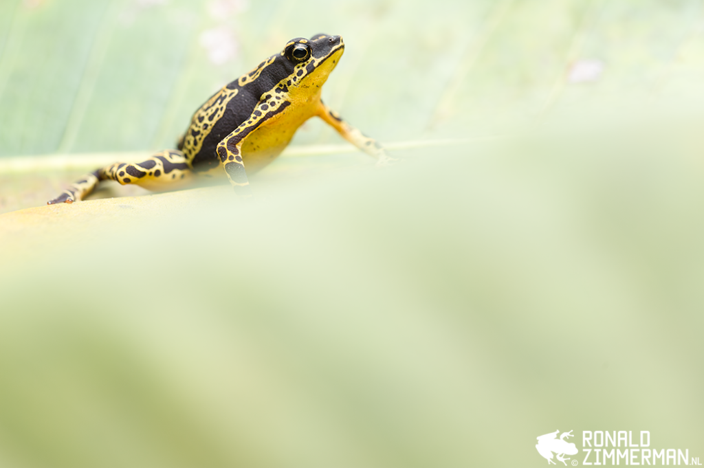 Wildlife Photography In Suriname: Tips And Tricks