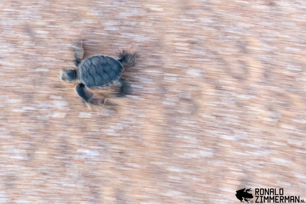 Wildlife Photography In Suriname: Tips And Tricks