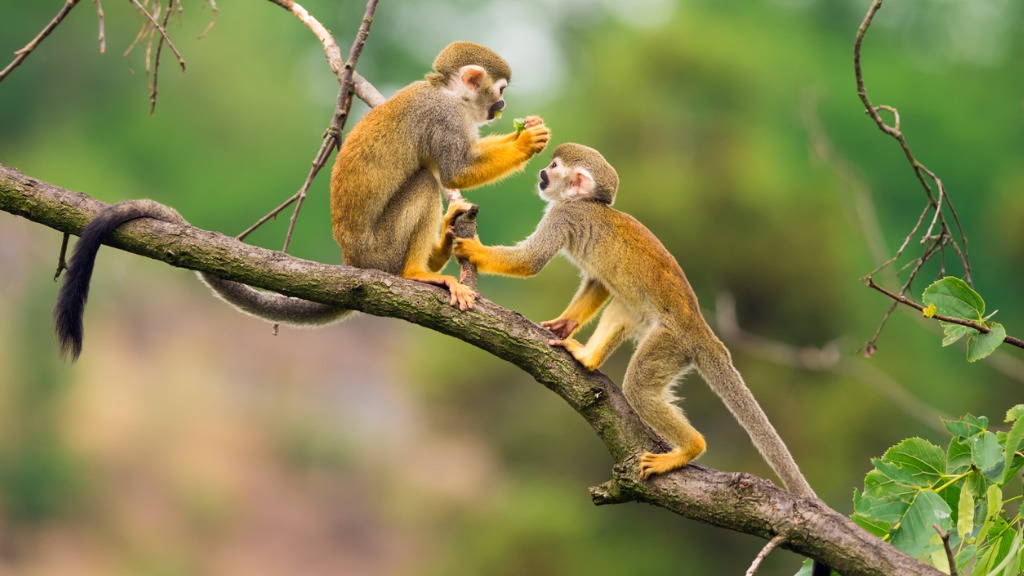 Wildlife Photography In Suriname: Tips And Tricks