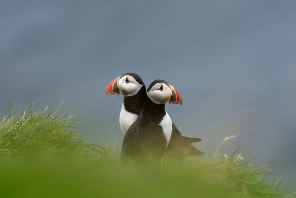 Wildlife Photography In Suriname: Tips And Tricks