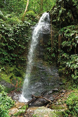 Exploring The Brownsberg Nature Park In Suriname