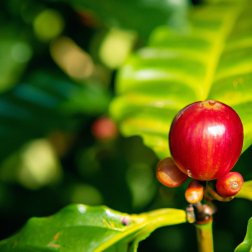 The Coffee Industry In Suriname: A History And Current Scenario