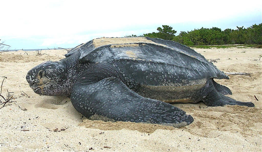 The Leatherback Turtle In Suriname: An Endangered Species