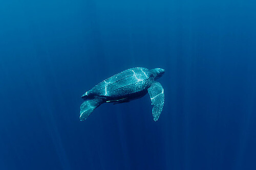 The Leatherback Turtle In Suriname: An Endangered Species