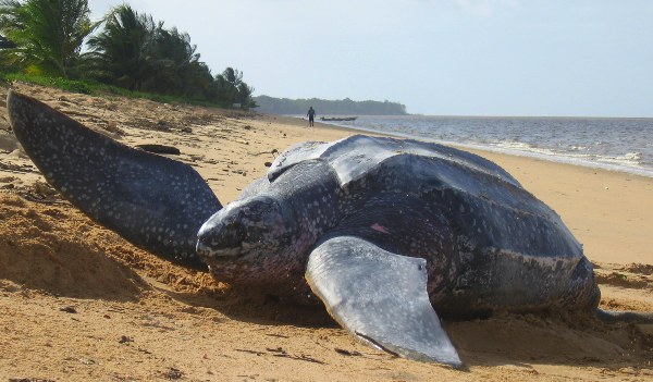 The Leatherback Turtle In Suriname: An Endangered Species