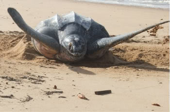 The Leatherback Turtle In Suriname: An Endangered Species