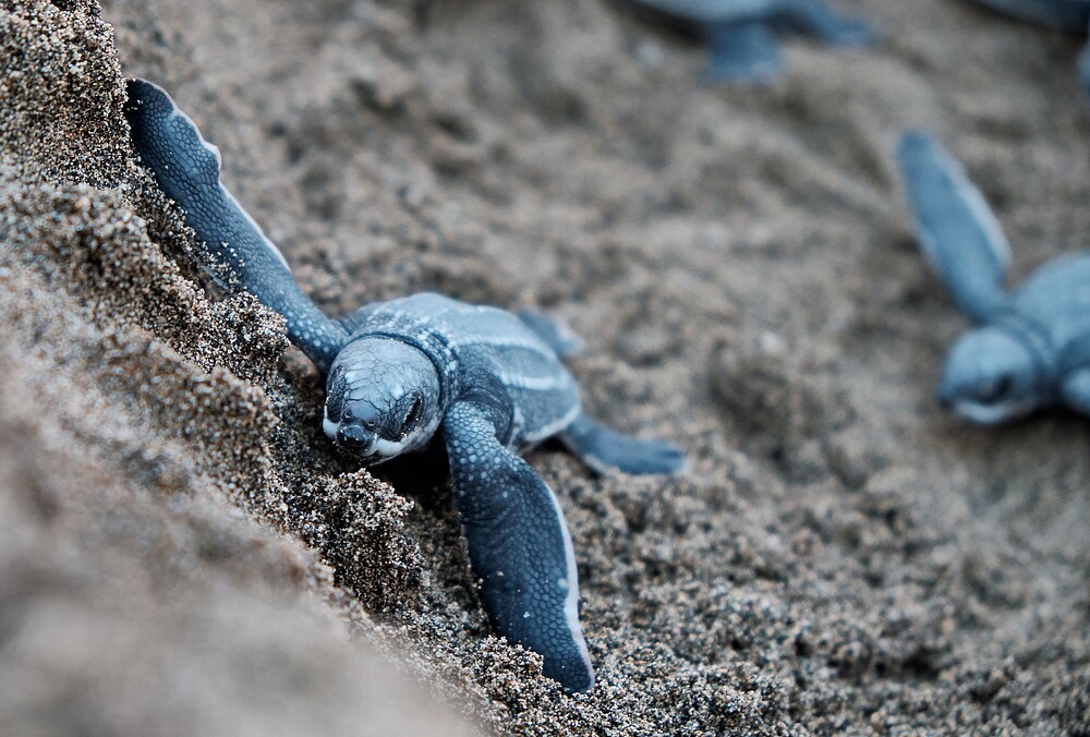 The Leatherback Turtle In Suriname: An Endangered Species