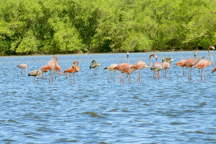 The Bigi Pan Nature Reserve: A Birdwatchers Paradise