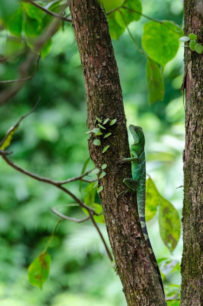 Discovering Surinam’s Rainforests: A Guide For Adventure Seekers