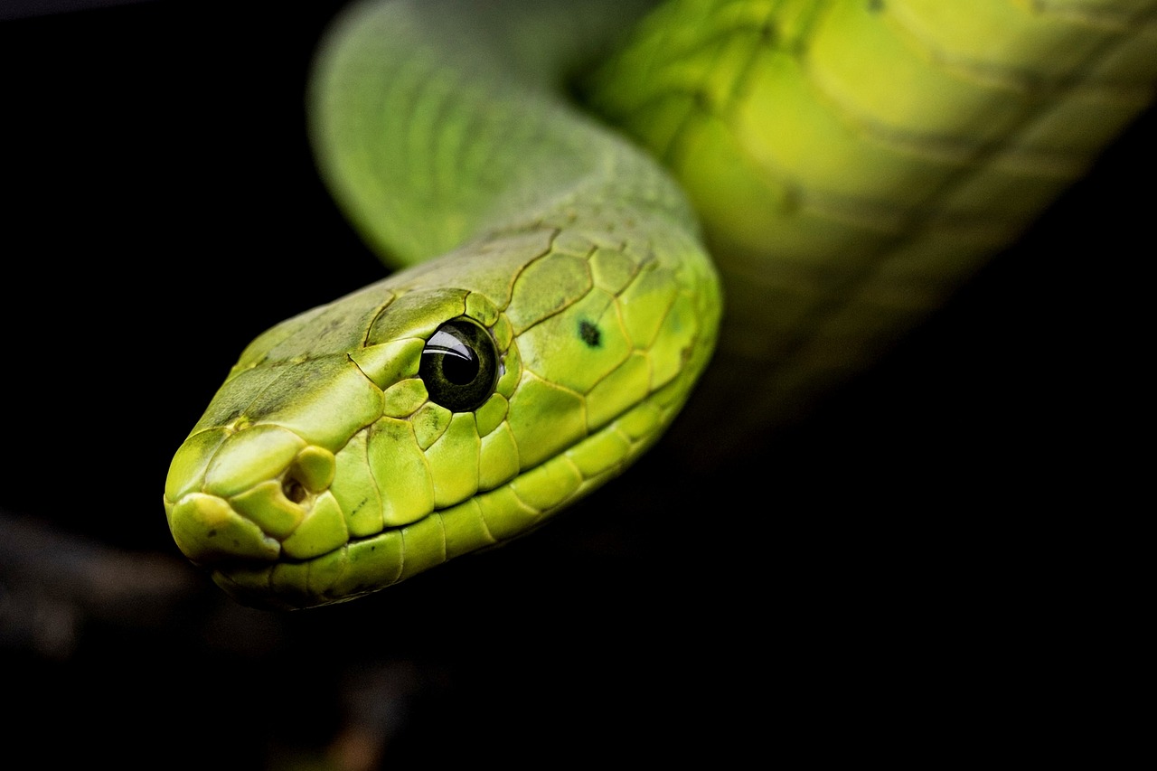 The Suriname Boa: A Fascinating Species