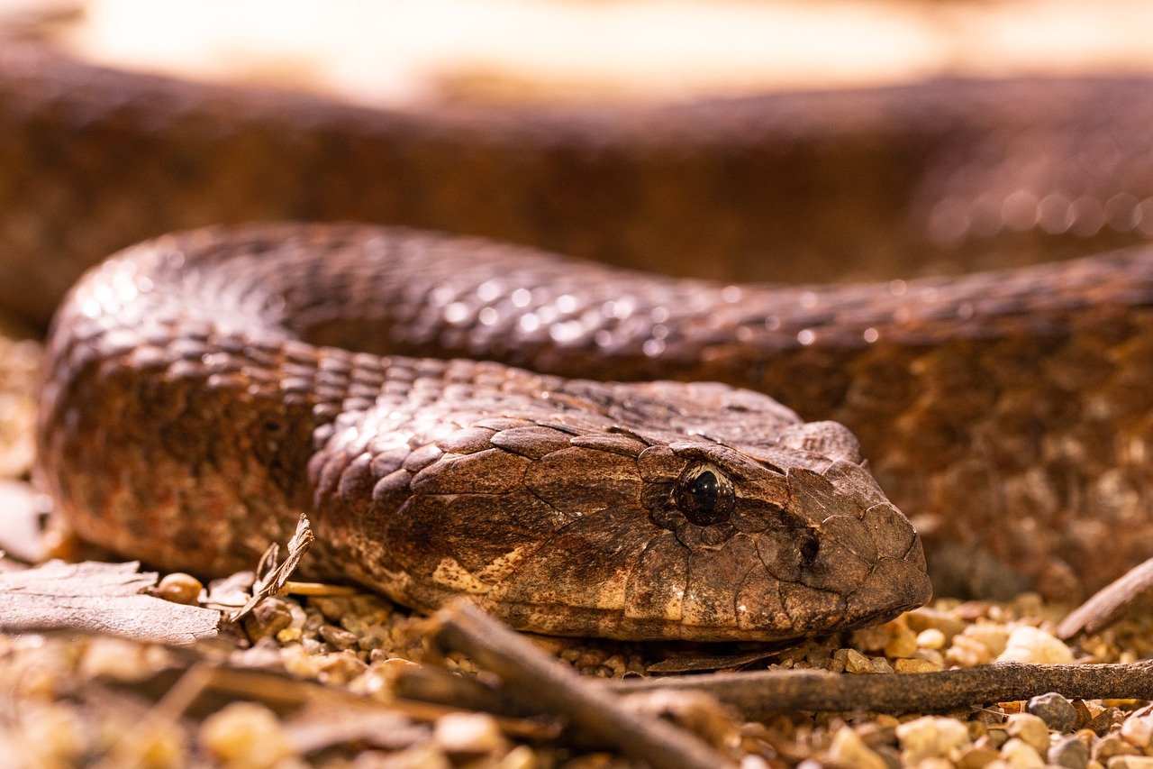 The Suriname Boa: A Fascinating Species