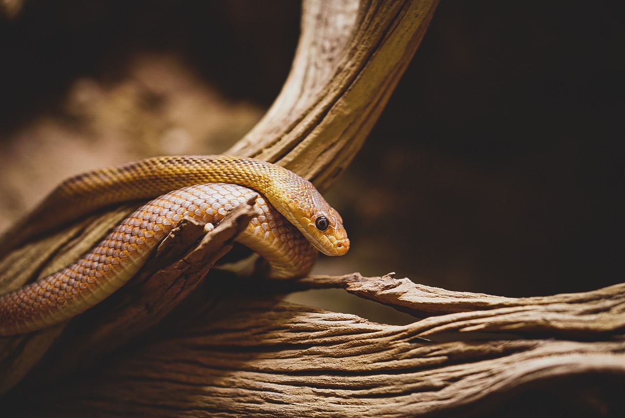 The Suriname Boa: A Fascinating Species